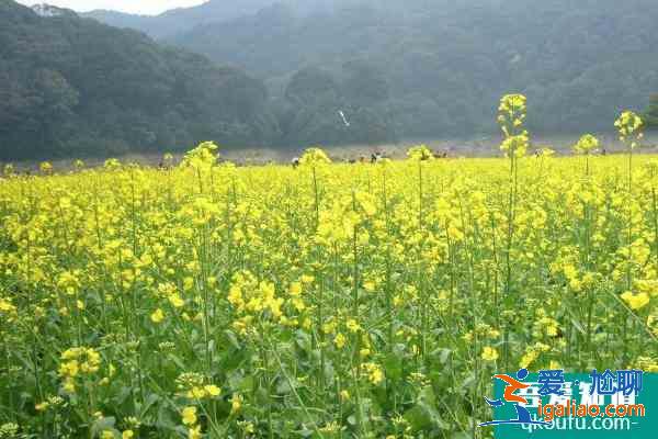 2021广州从化去哪里看油菜花？