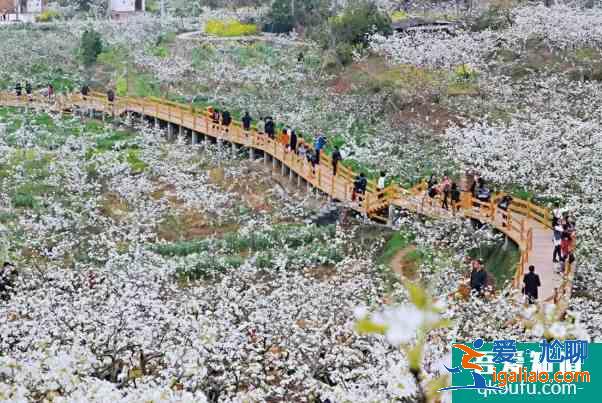 成都梨花什么时候开花 彭州熙玉村梨花观赏指南？