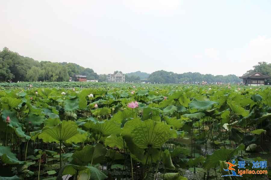 曲院风荷8月还有荷花吗，曲院风荷适合什么时候去，曲院风荷能玩多长时间？