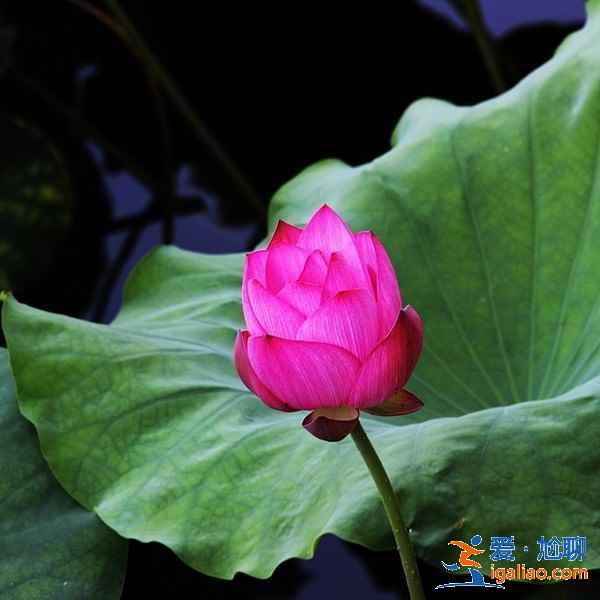 曲院风荷8月还有荷花吗，曲院风荷适合什么时候去，曲院风荷能玩多长时间？