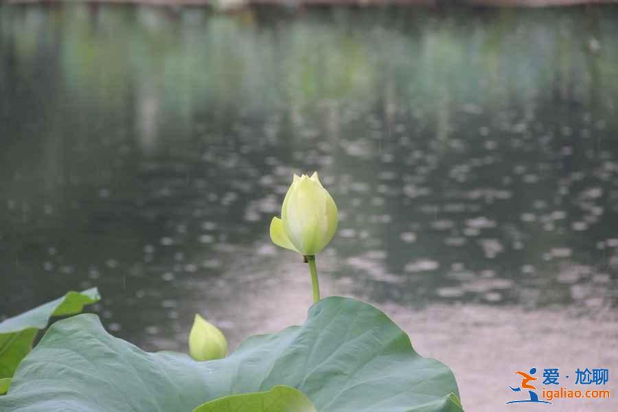 曲院风荷8月还有荷花吗，曲院风荷适合什么时候去，曲院风荷能玩多长时间？