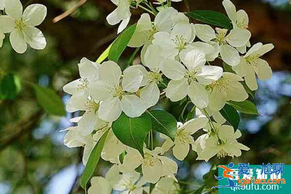 2021绍兴看花的地方有哪些 绍兴赏花指南？