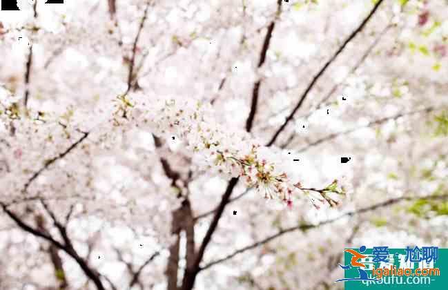 无锡阳山桃花节2021时间及运营专线 无锡赏花景点介绍？