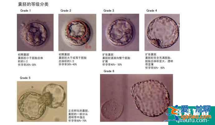 怎么看懂胚胎等级报告？？