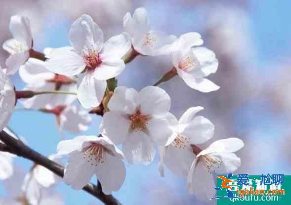 中国游客为何喜欢看樱花？