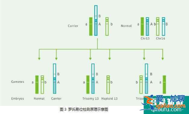 罗氏易位携带者PGD检测？