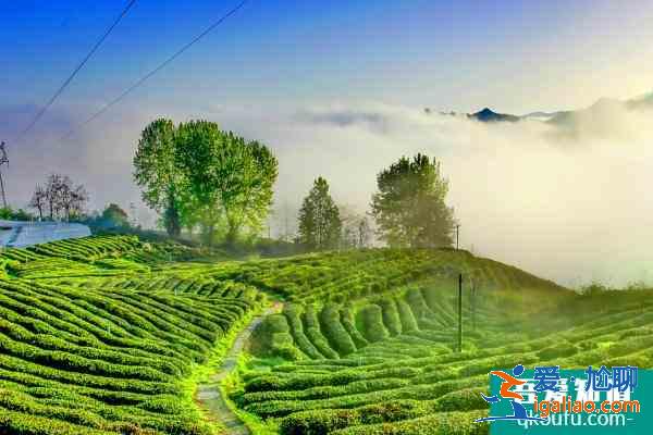 茶园有什么耍的地方 十堰有什么好玩的景点茶园？