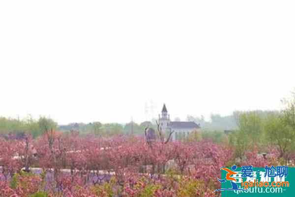 2021北京蓝调庄园樱花花海旅游季活动攻略？