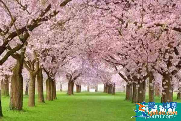 2021北京蓝调庄园樱花花海旅游季活动攻略？