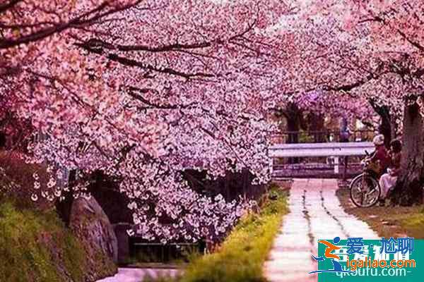 2021北京蓝调庄园樱花花海旅游季活动攻略？