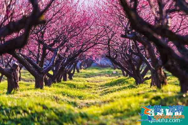 无锡看梅花的地方 无锡赏梅哪里最好？