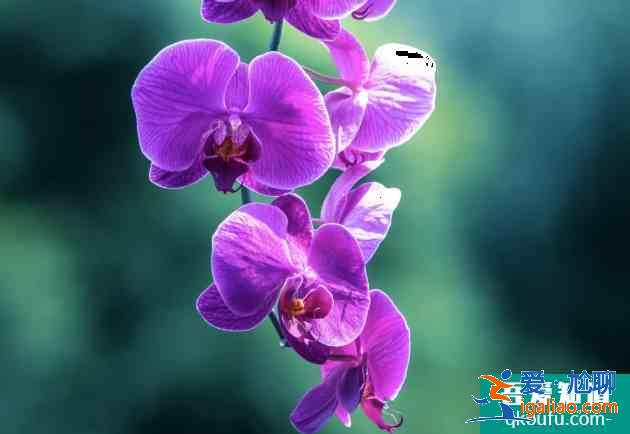 常州牡丹花展在哪 2021年常州花展时间表？