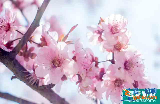 常州牡丹花展在哪 2021年常州花展时间表？