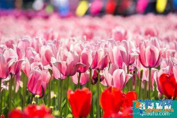 2021泰州秋雪湖郁金香花展时间及活动详情？
