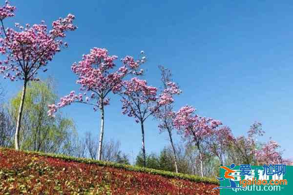 2021郑州清明节去哪里玩比较好 郑州清明节赏花踏青好去处？
