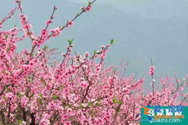 2021郑州清明节去哪里玩比较好 郑州清明节赏花踏青好去处？