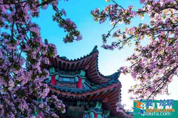 2021济南大明湖海棠花开了吗？