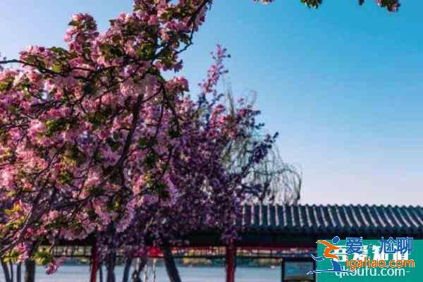 2021济南大明湖海棠花开了吗？