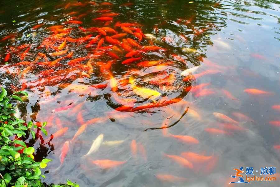 杨公堤上有什么景点？杨公堤附近景点有什么？？