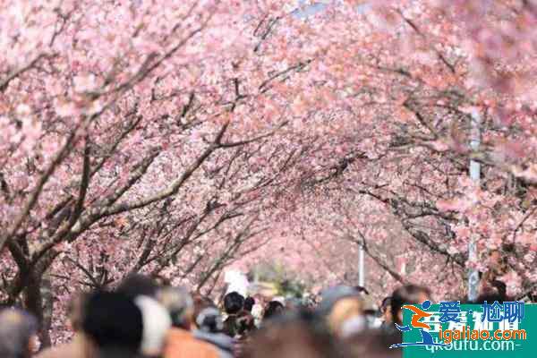 中国四大赏梅胜地是哪四个? 中国四大赏梅胜地是哪四个?