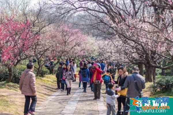 2022南京梅花山梅花最佳观赏时间？