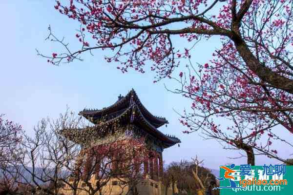 2022南京梅花山梅花最佳观赏时间？