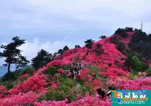 湖北春季十大赏花线路？