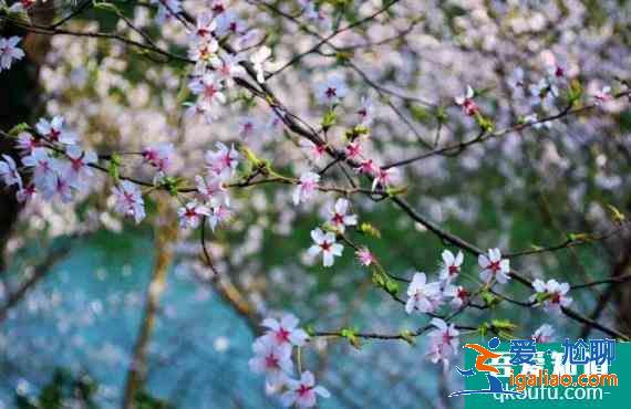 湖北春季十大赏花线路？