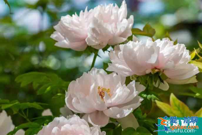 2021洛阳牡丹花哪里最好看？