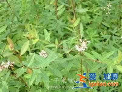 罗布麻能降高血压吗？？