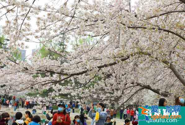 2021北京玉渊潭樱花最佳赏花期？