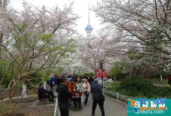 2021北京玉渊潭樱花最佳赏花期？