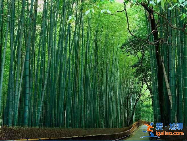 千岛湖森林氧吧怎么去,千岛湖森林氧吧怎么坐车,千岛湖森林氧吧交通攻略? 千岛湖森林氧吧怎么去,千岛湖森林氧吧怎么坐车,千岛湖森林氧吧交通攻略?