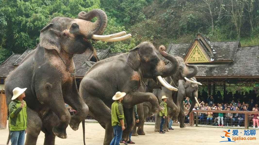 西双版纳自驾游路线，西双版纳自驾游经典线路，西双版纳自驾游攻略？