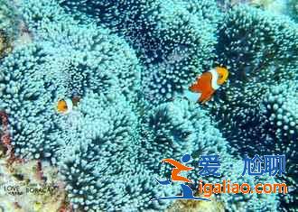 带父母去长滩岛出游要注意什么，带父母去长滩岛怎么安排游玩合适？