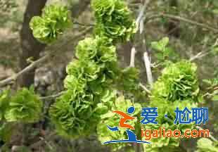 榆钱可以生吃吗？？