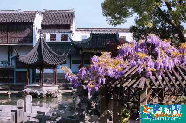 2021苏州紫藤花什么时候开花？