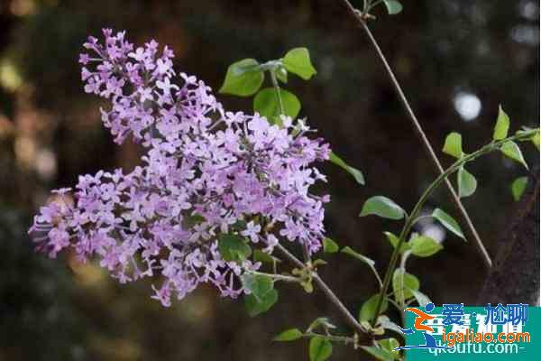 2021戒台寺丁香旅游文化节开幕时间？