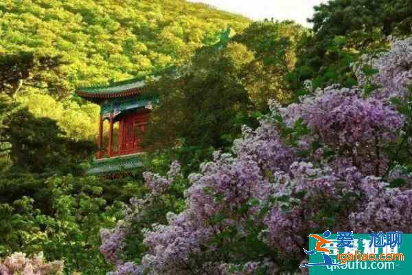 2021戒台寺丁香旅游文化节开幕时间？