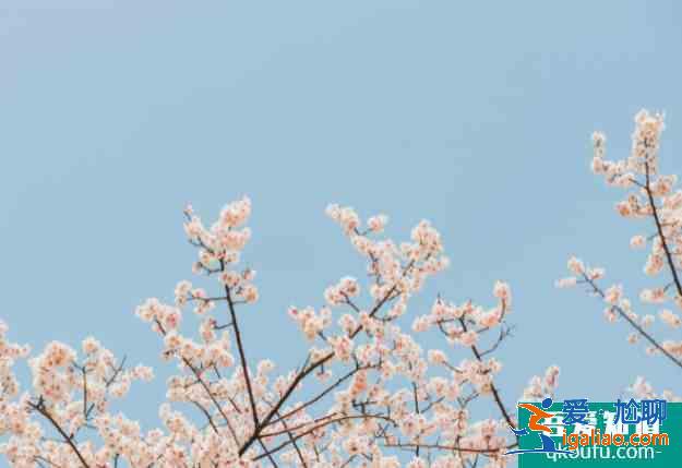 2021太原樱花文化旅游节摄影大赛信息？
