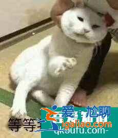云顶之弈11.10版本最强阵容黑鸟天骑推荐，云顶11.10强势阵容攻略？