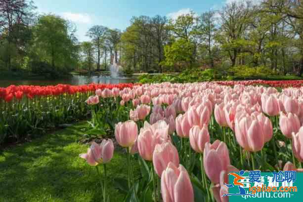 2021石家庄植物园郁金香什么时候开花？