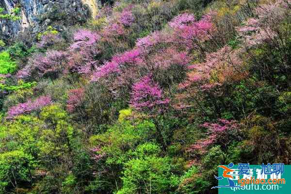 2021唐家河紫荆花几月开 唐家河紫荆花的花期？