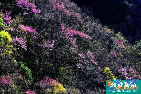 2021唐家河紫荆花几月开 唐家河紫荆花的花期？