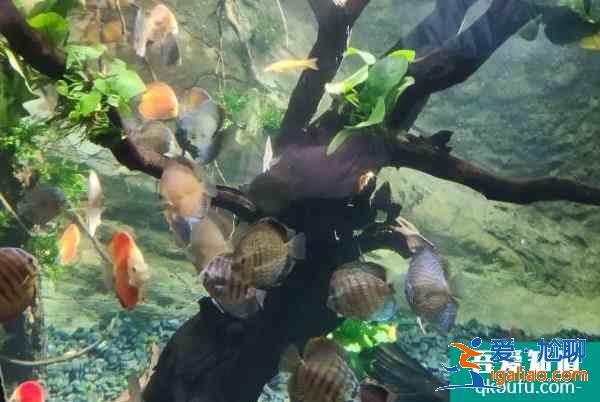 2022北京海洋馆第一季度表演时间和开闭馆时间? 2022北京海洋馆第一季度表演时间和开闭馆时间?