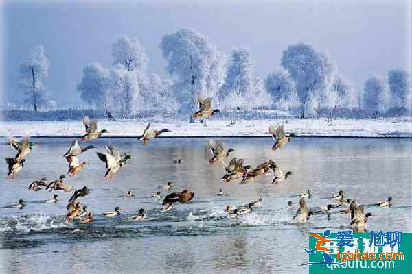 吉林省冰雪消费券在哪免费领?这份免费抢票攻略请收好了？