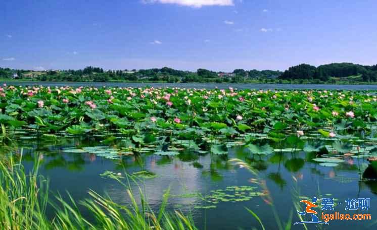 鲜为人知的处女地：四川康定荷花海？