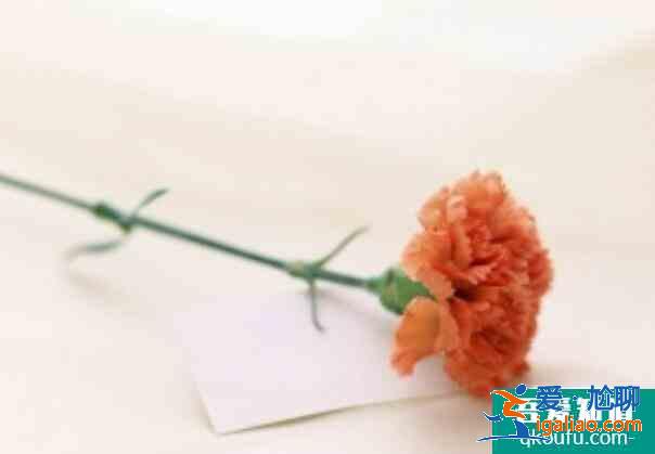 康乃馨花语是什么，母亲节送什么花最适合？