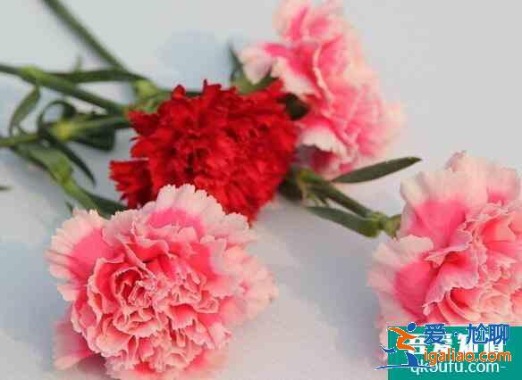 康乃馨花语是什么，母亲节送什么花最适合？