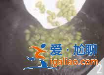 金色白米虾怎么做？？